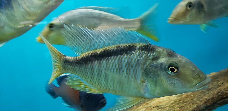 Taeniolethrinops furcicauda